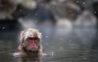 Japonský makak