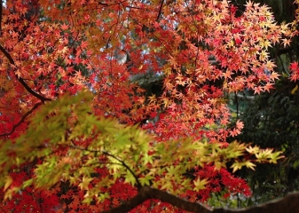 podzim, Japonsko