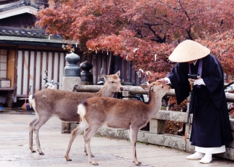 Mnich krmí jelínky šika, Nara