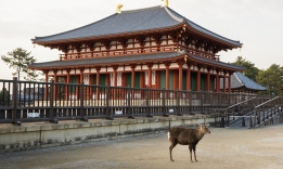 jelínci šika, Nara, Japan