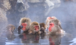 Sněžné opice v Jamanouči